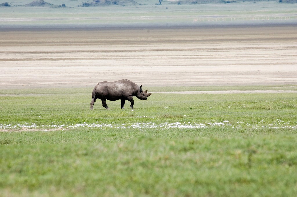 Ngorongoro Nasehorn01.jpg - Black Rhinocerus (Diceros bicornis), Ngorongoro Tanzania March 2006
